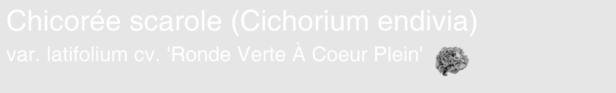 Étiquette de : Cichorium endivia var. latifolium cv. 'Ronde Verte À Coeur Plein' - format c - style blanche18_basique_basiquehel avec comestibilité simplifiée