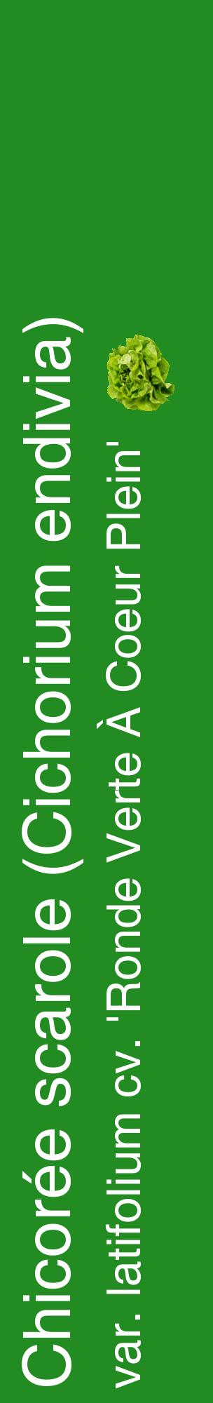 Étiquette de : Cichorium endivia var. latifolium cv. 'Ronde Verte À Coeur Plein' - format c - style blanche10_basiquehel avec comestibilité simplifiée