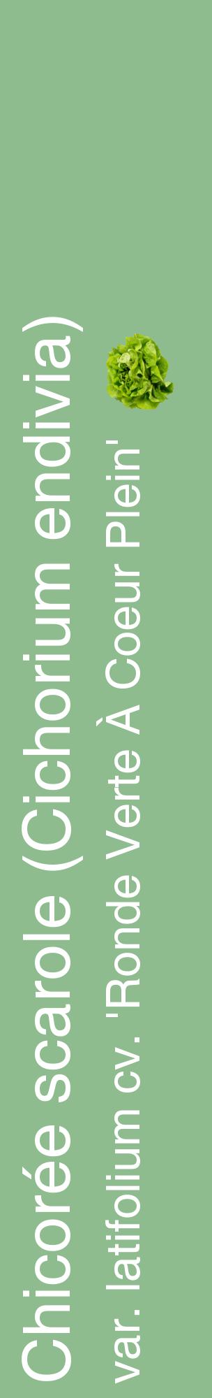 Étiquette de : Cichorium endivia var. latifolium cv. 'Ronde Verte À Coeur Plein' - format c - style blanche13_basiquehel avec comestibilité simplifiée