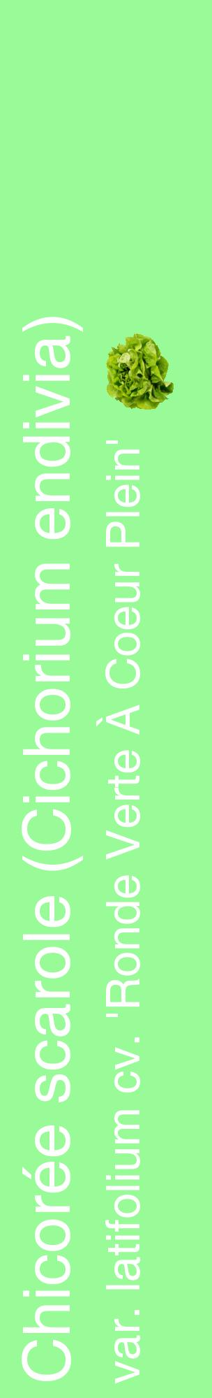 Étiquette de : Cichorium endivia var. latifolium cv. 'Ronde Verte À Coeur Plein' - format c - style blanche14_basiquehel avec comestibilité simplifiée