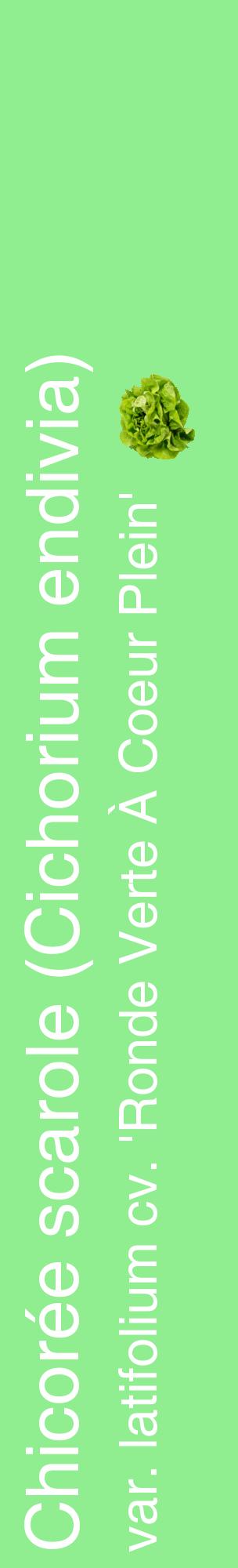 Étiquette de : Cichorium endivia var. latifolium cv. 'Ronde Verte À Coeur Plein' - format c - style blanche15_basiquehel avec comestibilité simplifiée