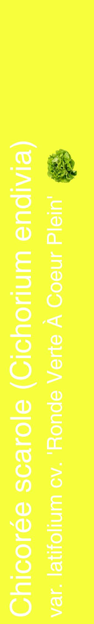 Étiquette de : Cichorium endivia var. latifolium cv. 'Ronde Verte À Coeur Plein' - format c - style blanche18_basiquehel avec comestibilité simplifiée
