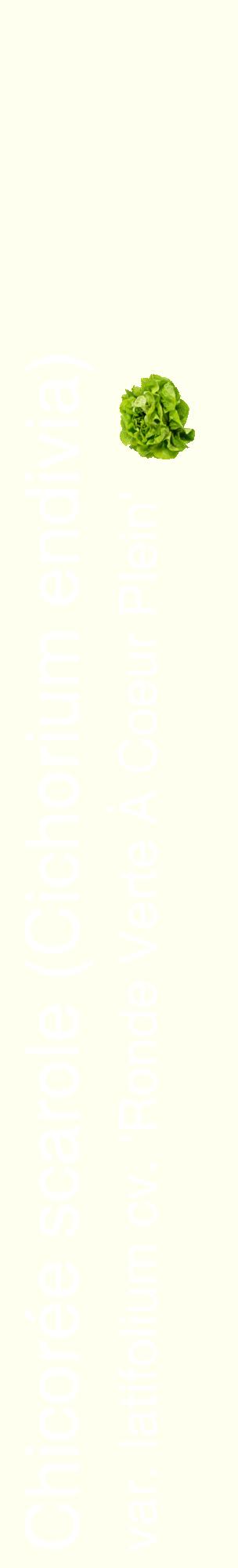 Étiquette de : Cichorium endivia var. latifolium cv. 'Ronde Verte À Coeur Plein' - format c - style blanche19_basiquehel avec comestibilité simplifiée