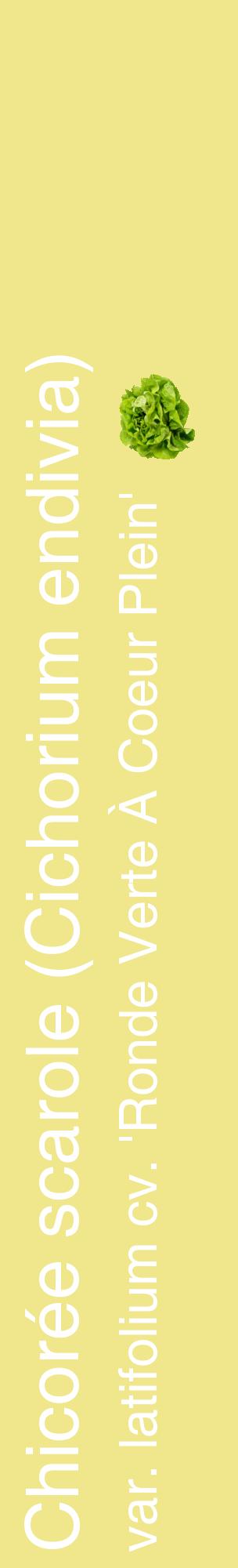 Étiquette de : Cichorium endivia var. latifolium cv. 'Ronde Verte À Coeur Plein' - format c - style blanche20_basiquehel avec comestibilité simplifiée