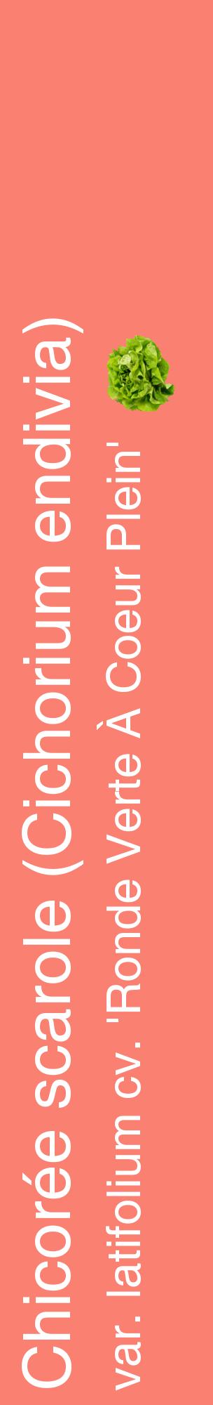 Étiquette de : Cichorium endivia var. latifolium cv. 'Ronde Verte À Coeur Plein' - format c - style blanche38_basiquehel avec comestibilité simplifiée