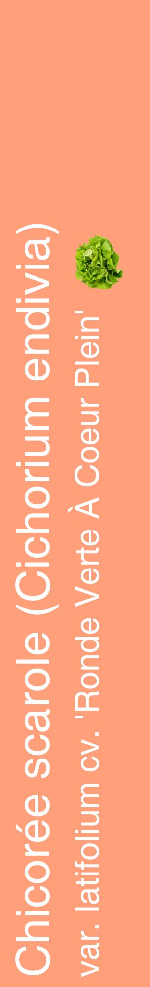 Étiquette de : Cichorium endivia var. latifolium cv. 'Ronde Verte À Coeur Plein' - format c - style blanche39_basiquehel avec comestibilité simplifiée