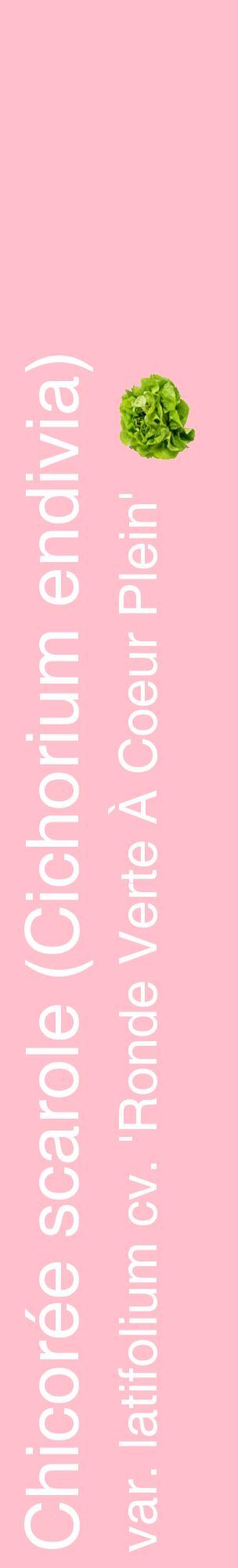Étiquette de : Cichorium endivia var. latifolium cv. 'Ronde Verte À Coeur Plein' - format c - style blanche40_basiquehel avec comestibilité simplifiée