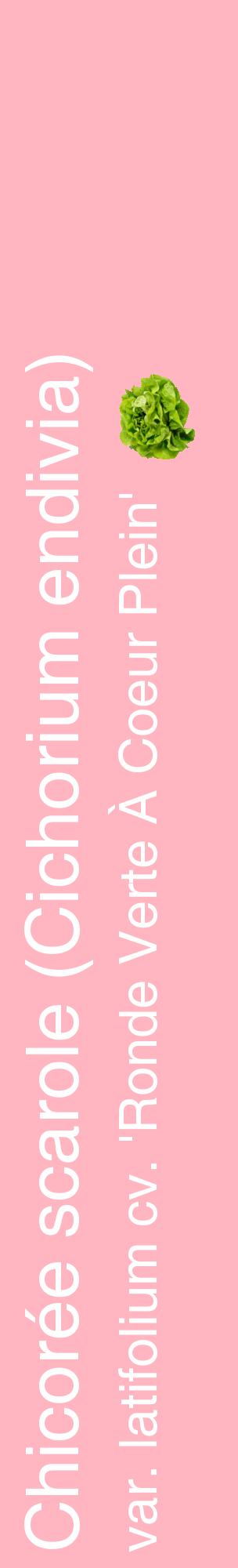 Étiquette de : Cichorium endivia var. latifolium cv. 'Ronde Verte À Coeur Plein' - format c - style blanche41_basiquehel avec comestibilité simplifiée