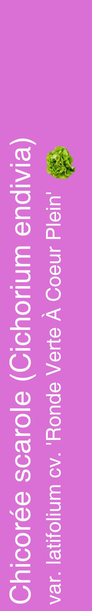 Étiquette de : Cichorium endivia var. latifolium cv. 'Ronde Verte À Coeur Plein' - format c - style blanche52_basiquehel avec comestibilité simplifiée