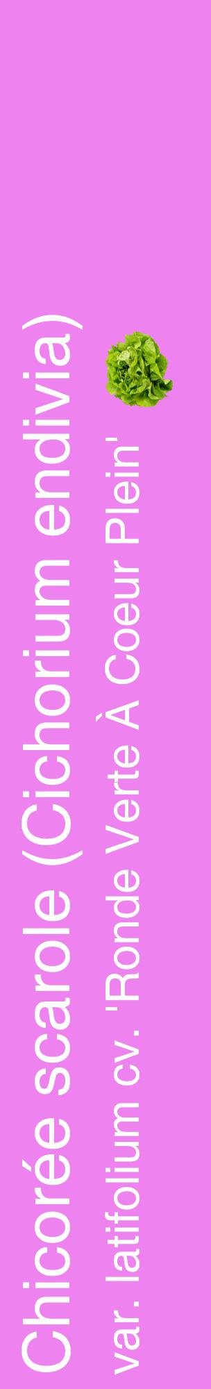Étiquette de : Cichorium endivia var. latifolium cv. 'Ronde Verte À Coeur Plein' - format c - style blanche53_basiquehel avec comestibilité simplifiée