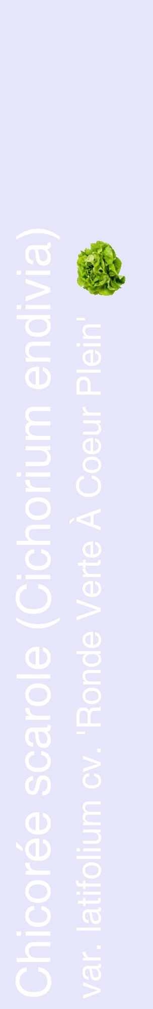Étiquette de : Cichorium endivia var. latifolium cv. 'Ronde Verte À Coeur Plein' - format c - style blanche55_basiquehel avec comestibilité simplifiée