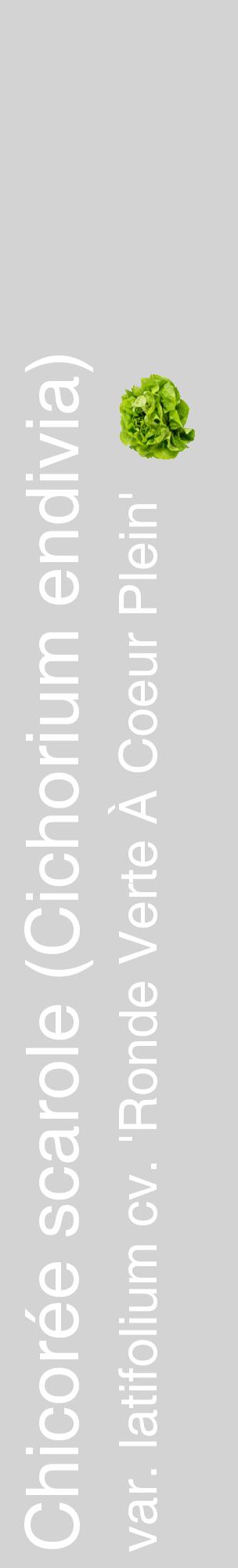 Étiquette de : Cichorium endivia var. latifolium cv. 'Ronde Verte À Coeur Plein' - format c - style blanche56_basiquehel avec comestibilité simplifiée