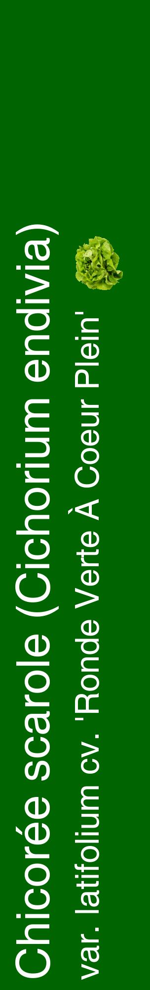 Étiquette de : Cichorium endivia var. latifolium cv. 'Ronde Verte À Coeur Plein' - format c - style blanche8_basiquehel avec comestibilité simplifiée