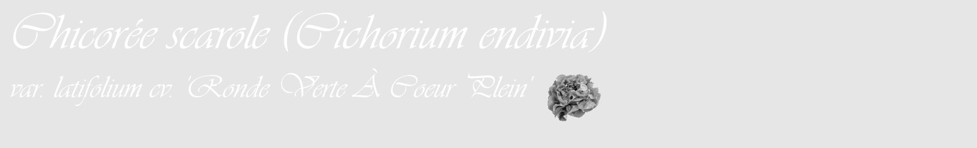 Étiquette de : Cichorium endivia var. latifolium cv. 'Ronde Verte À Coeur Plein' - format c - style blanche18_basique_basiqueviv avec comestibilité simplifiée