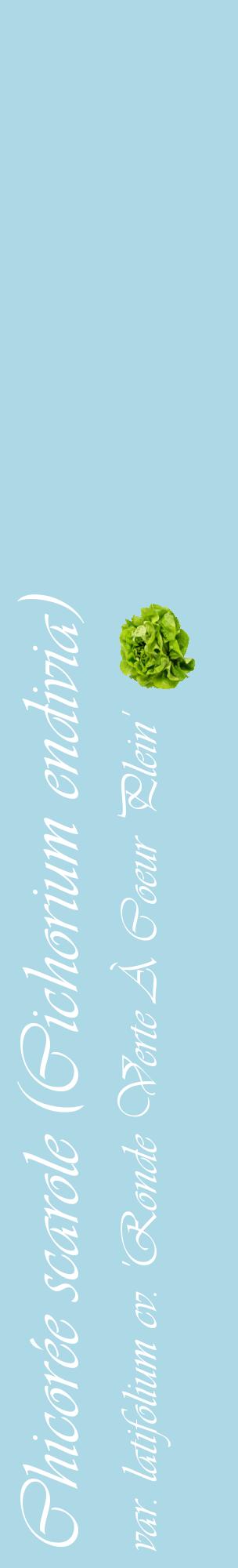 Étiquette de : Cichorium endivia var. latifolium cv. 'Ronde Verte À Coeur Plein' - format c - style blanche0_basiqueviv avec comestibilité simplifiée
