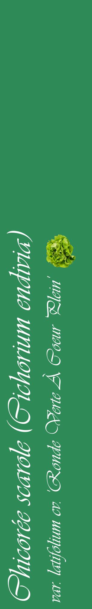 Étiquette de : Cichorium endivia var. latifolium cv. 'Ronde Verte À Coeur Plein' - format c - style blanche11_basiqueviv avec comestibilité simplifiée