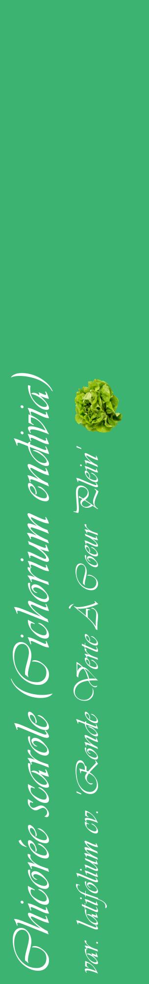 Étiquette de : Cichorium endivia var. latifolium cv. 'Ronde Verte À Coeur Plein' - format c - style blanche12_basiqueviv avec comestibilité simplifiée