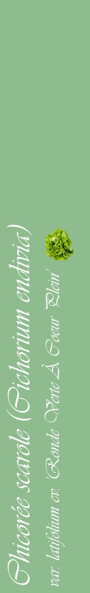Étiquette de : Cichorium endivia var. latifolium cv. 'Ronde Verte À Coeur Plein' - format c - style blanche13_basiqueviv avec comestibilité simplifiée