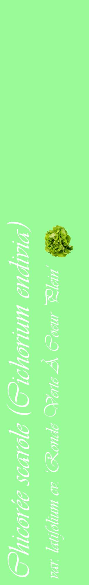 Étiquette de : Cichorium endivia var. latifolium cv. 'Ronde Verte À Coeur Plein' - format c - style blanche14_basiqueviv avec comestibilité simplifiée