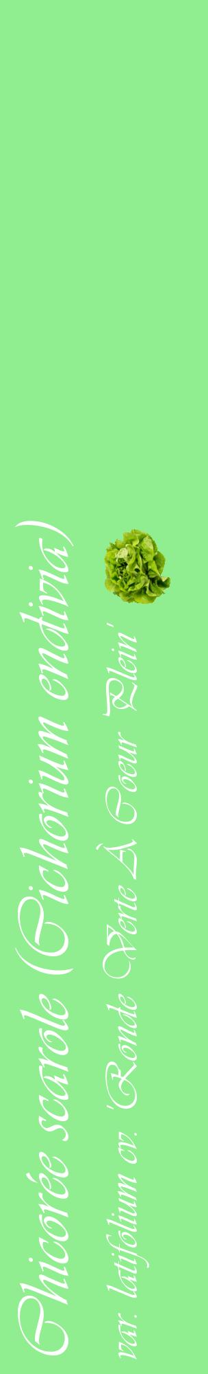 Étiquette de : Cichorium endivia var. latifolium cv. 'Ronde Verte À Coeur Plein' - format c - style blanche15_basiqueviv avec comestibilité simplifiée