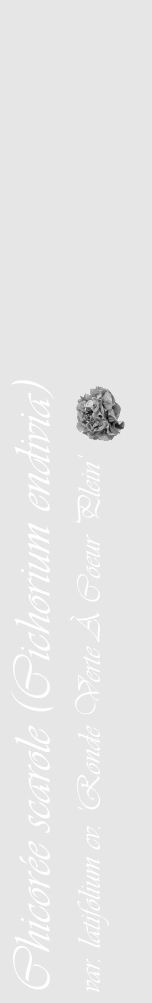 Étiquette de : Cichorium endivia var. latifolium cv. 'Ronde Verte À Coeur Plein' - format c - style blanche18_basique_basiqueviv avec comestibilité simplifiée - position verticale