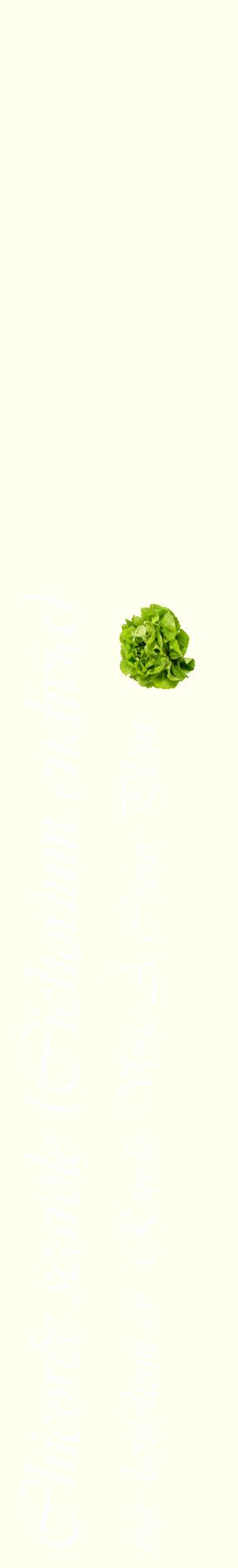 Étiquette de : Cichorium endivia var. latifolium cv. 'Ronde Verte À Coeur Plein' - format c - style blanche19_basiqueviv avec comestibilité simplifiée