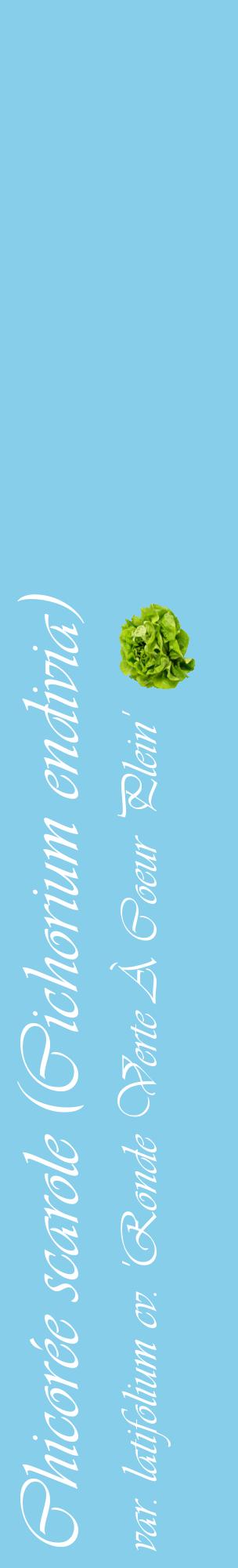 Étiquette de : Cichorium endivia var. latifolium cv. 'Ronde Verte À Coeur Plein' - format c - style blanche1_basiqueviv avec comestibilité simplifiée