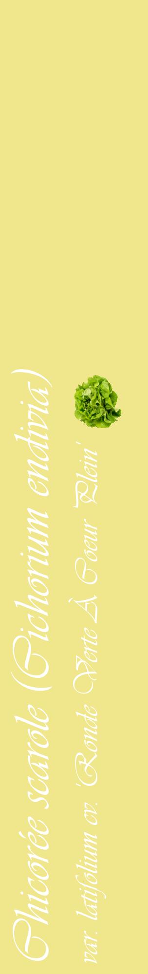 Étiquette de : Cichorium endivia var. latifolium cv. 'Ronde Verte À Coeur Plein' - format c - style blanche20_basiqueviv avec comestibilité simplifiée