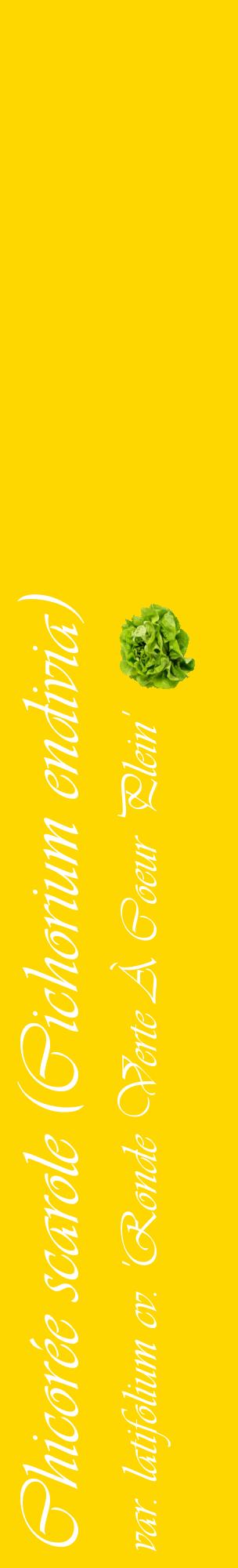 Étiquette de : Cichorium endivia var. latifolium cv. 'Ronde Verte À Coeur Plein' - format c - style blanche21_basiqueviv avec comestibilité simplifiée