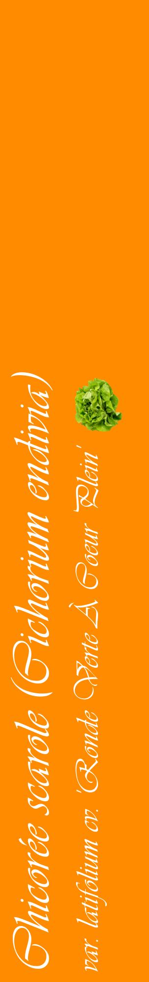 Étiquette de : Cichorium endivia var. latifolium cv. 'Ronde Verte À Coeur Plein' - format c - style blanche23_basiqueviv avec comestibilité simplifiée