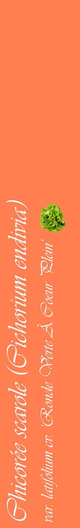 Étiquette de : Cichorium endivia var. latifolium cv. 'Ronde Verte À Coeur Plein' - format c - style blanche24_basiqueviv avec comestibilité simplifiée