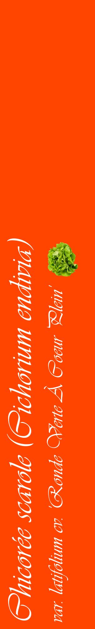 Étiquette de : Cichorium endivia var. latifolium cv. 'Ronde Verte À Coeur Plein' - format c - style blanche26_basiqueviv avec comestibilité simplifiée