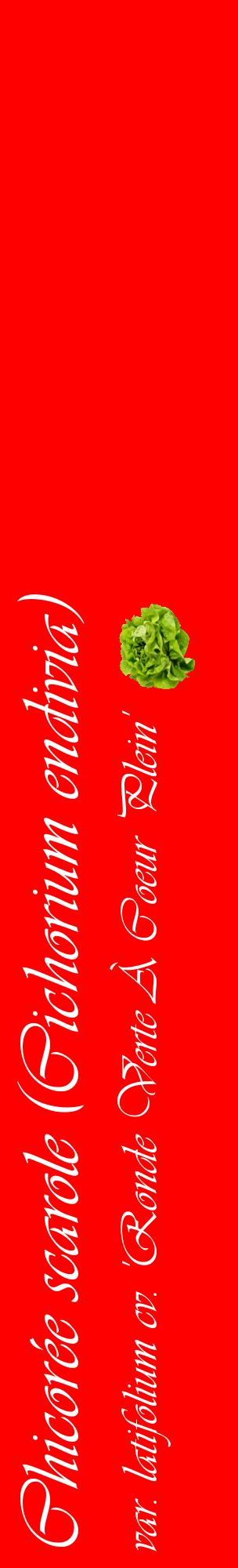 Étiquette de : Cichorium endivia var. latifolium cv. 'Ronde Verte À Coeur Plein' - format c - style blanche27_basiqueviv avec comestibilité simplifiée