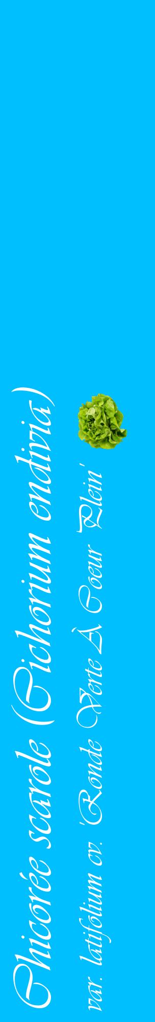 Étiquette de : Cichorium endivia var. latifolium cv. 'Ronde Verte À Coeur Plein' - format c - style blanche2_basiqueviv avec comestibilité simplifiée