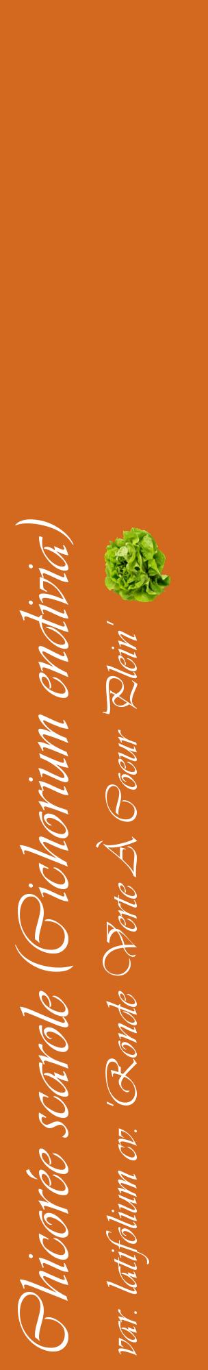 Étiquette de : Cichorium endivia var. latifolium cv. 'Ronde Verte À Coeur Plein' - format c - style blanche31_basiqueviv avec comestibilité simplifiée