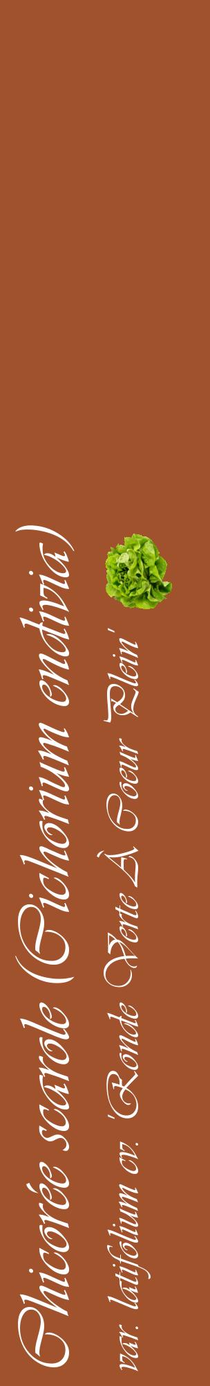 Étiquette de : Cichorium endivia var. latifolium cv. 'Ronde Verte À Coeur Plein' - format c - style blanche32_basiqueviv avec comestibilité simplifiée