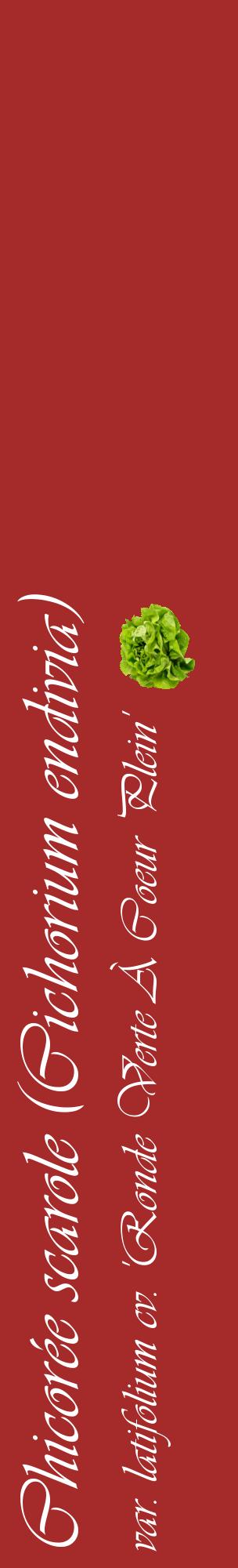 Étiquette de : Cichorium endivia var. latifolium cv. 'Ronde Verte À Coeur Plein' - format c - style blanche33_basiqueviv avec comestibilité simplifiée