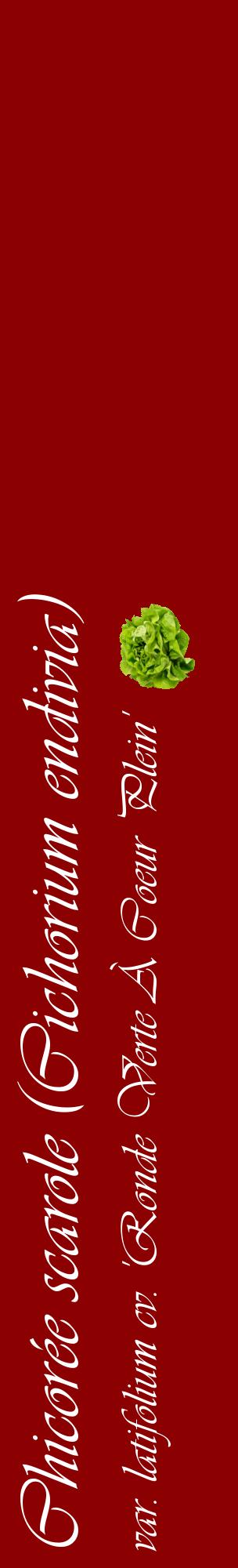 Étiquette de : Cichorium endivia var. latifolium cv. 'Ronde Verte À Coeur Plein' - format c - style blanche34_basiqueviv avec comestibilité simplifiée