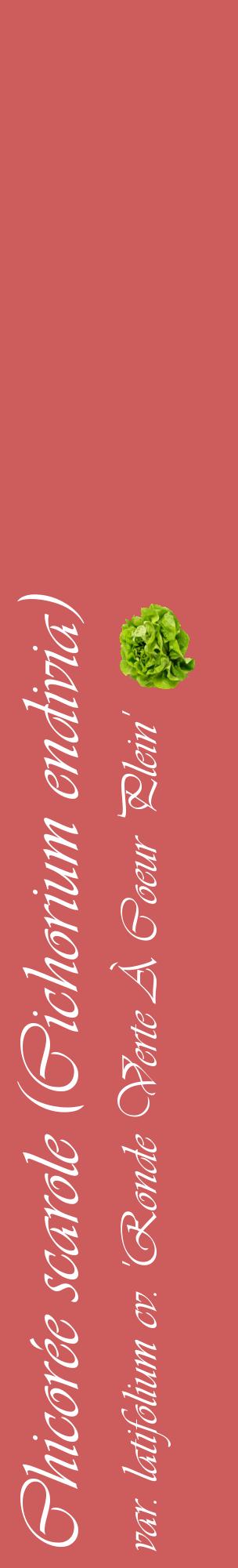 Étiquette de : Cichorium endivia var. latifolium cv. 'Ronde Verte À Coeur Plein' - format c - style blanche35_basiqueviv avec comestibilité simplifiée