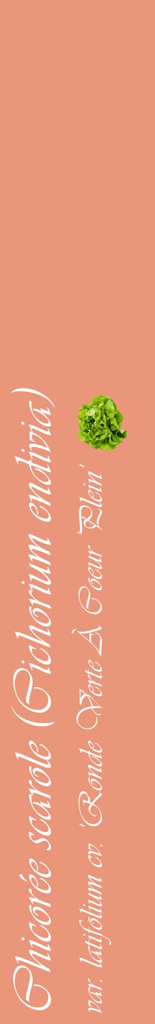 Étiquette de : Cichorium endivia var. latifolium cv. 'Ronde Verte À Coeur Plein' - format c - style blanche37_basiqueviv avec comestibilité simplifiée