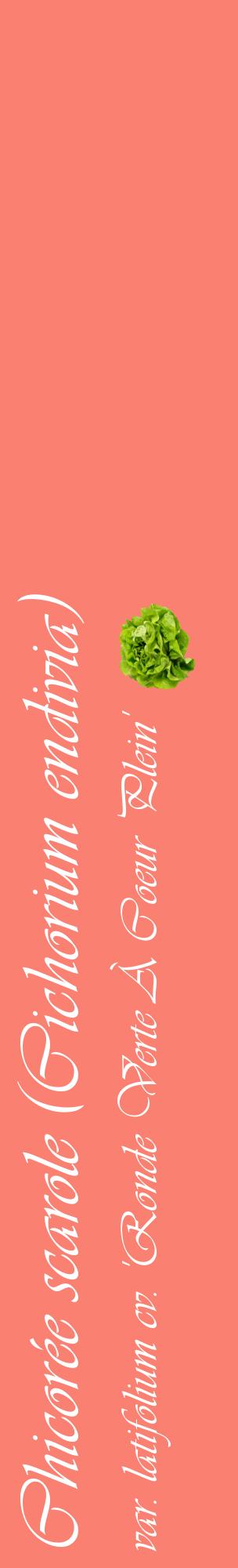 Étiquette de : Cichorium endivia var. latifolium cv. 'Ronde Verte À Coeur Plein' - format c - style blanche38_basiqueviv avec comestibilité simplifiée