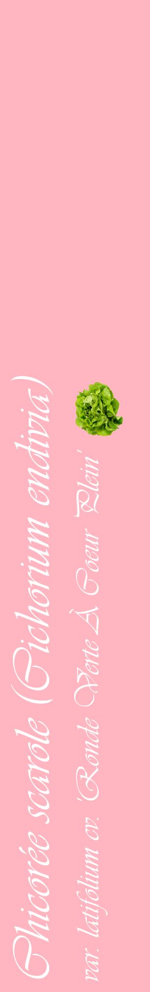 Étiquette de : Cichorium endivia var. latifolium cv. 'Ronde Verte À Coeur Plein' - format c - style blanche41_basiqueviv avec comestibilité simplifiée