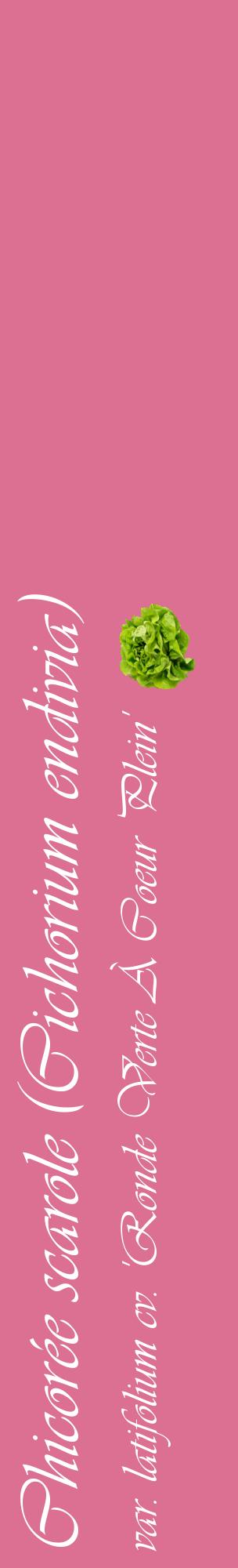 Étiquette de : Cichorium endivia var. latifolium cv. 'Ronde Verte À Coeur Plein' - format c - style blanche44_basiqueviv avec comestibilité simplifiée