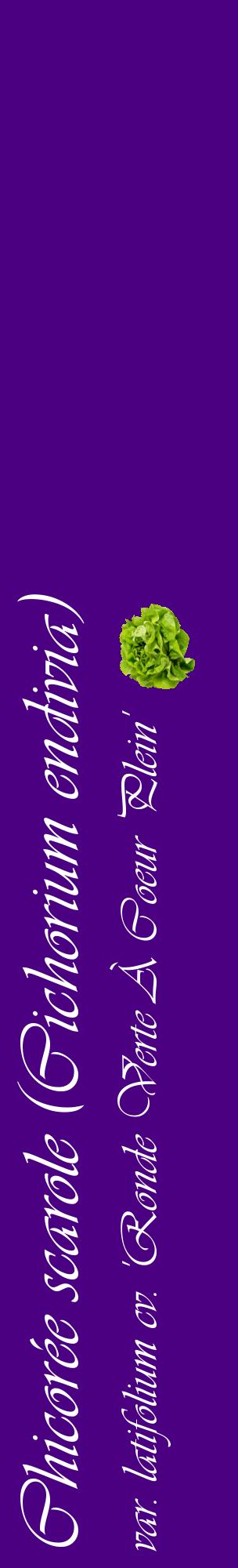 Étiquette de : Cichorium endivia var. latifolium cv. 'Ronde Verte À Coeur Plein' - format c - style blanche47_basiqueviv avec comestibilité simplifiée
