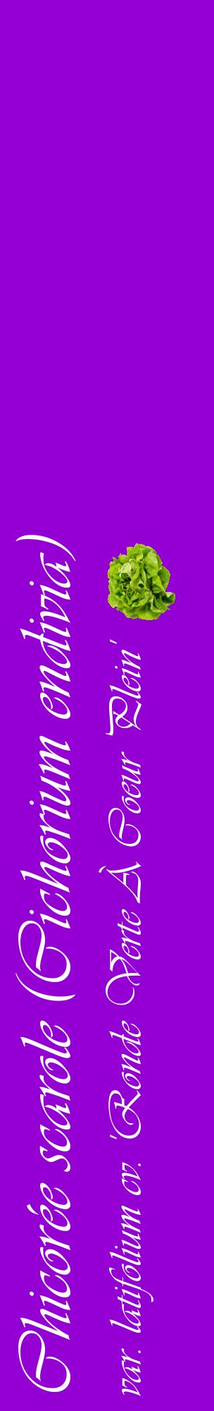 Étiquette de : Cichorium endivia var. latifolium cv. 'Ronde Verte À Coeur Plein' - format c - style blanche48_basiqueviv avec comestibilité simplifiée
