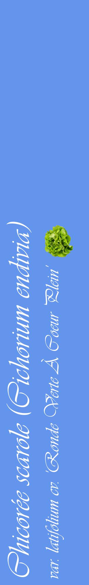 Étiquette de : Cichorium endivia var. latifolium cv. 'Ronde Verte À Coeur Plein' - format c - style blanche4_basiqueviv avec comestibilité simplifiée
