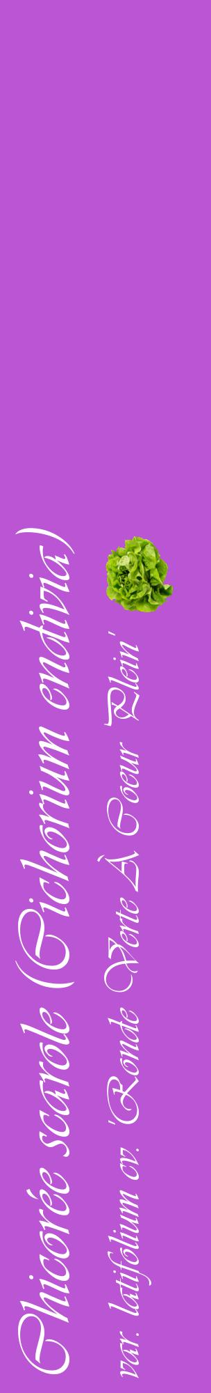 Étiquette de : Cichorium endivia var. latifolium cv. 'Ronde Verte À Coeur Plein' - format c - style blanche50_basiqueviv avec comestibilité simplifiée
