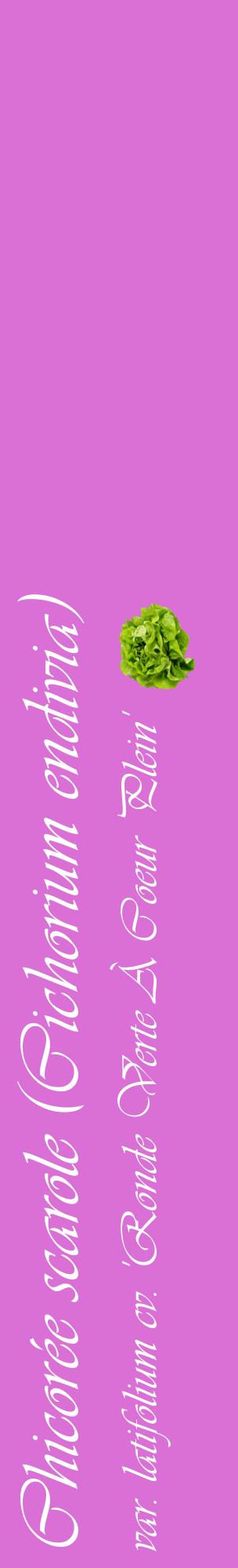 Étiquette de : Cichorium endivia var. latifolium cv. 'Ronde Verte À Coeur Plein' - format c - style blanche52_basiqueviv avec comestibilité simplifiée
