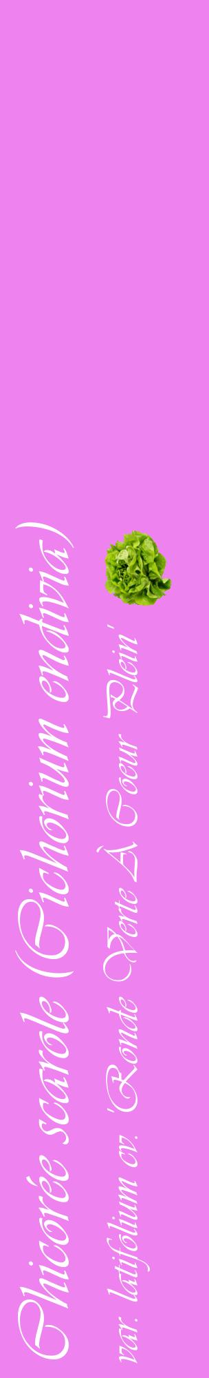 Étiquette de : Cichorium endivia var. latifolium cv. 'Ronde Verte À Coeur Plein' - format c - style blanche53_basiqueviv avec comestibilité simplifiée