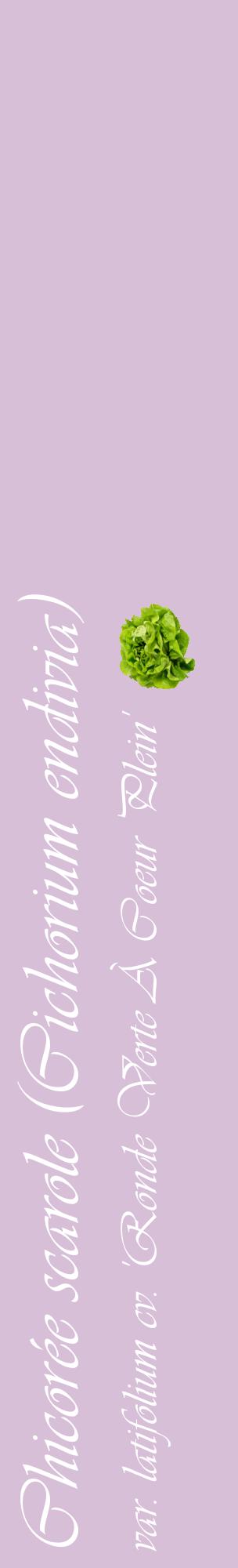 Étiquette de : Cichorium endivia var. latifolium cv. 'Ronde Verte À Coeur Plein' - format c - style blanche54_basiqueviv avec comestibilité simplifiée